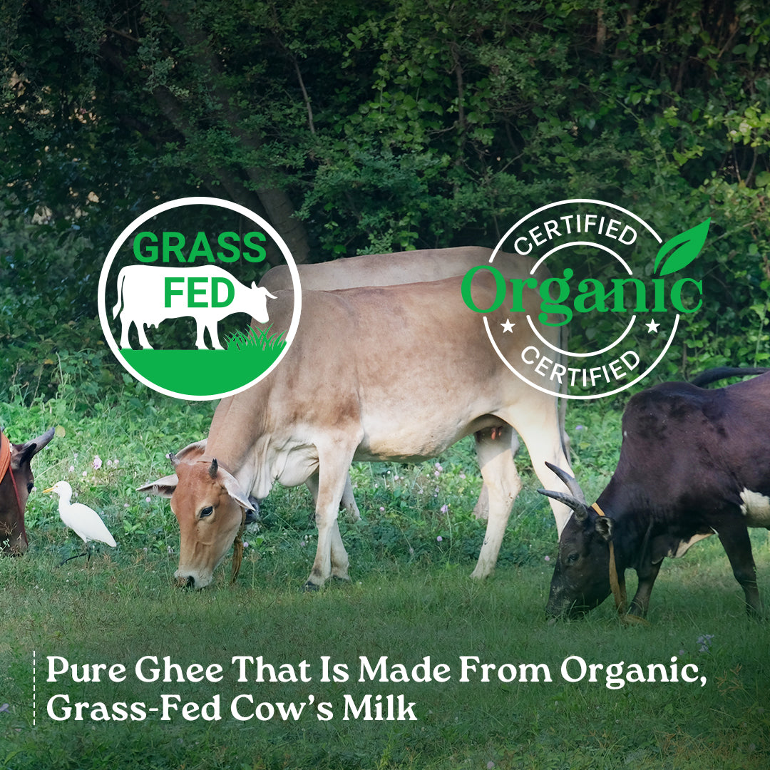 Bilona Cow Ghee